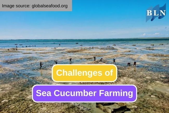 9 Challenges in Sea Cucumber Farming Business